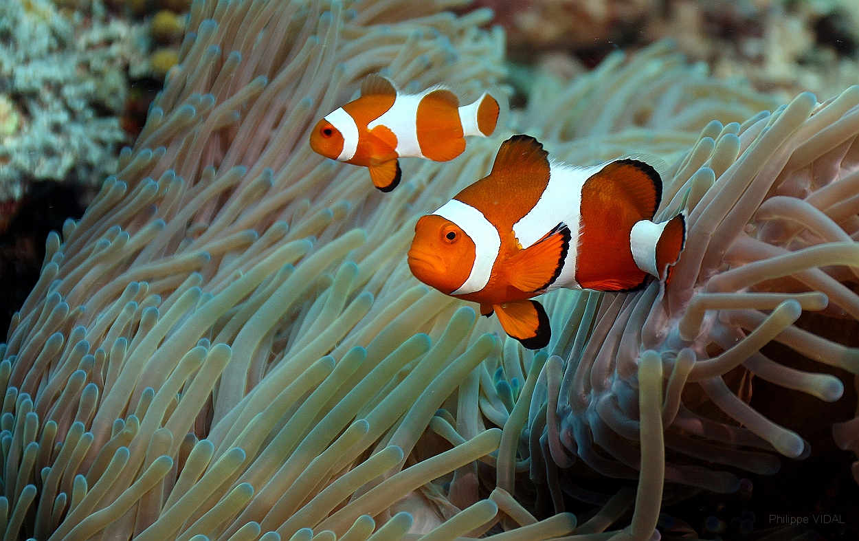 Sipadan_2015_Poisson Clown a trois bandes_Amphiprion ocellaris_IMG_2271_rc.jpg